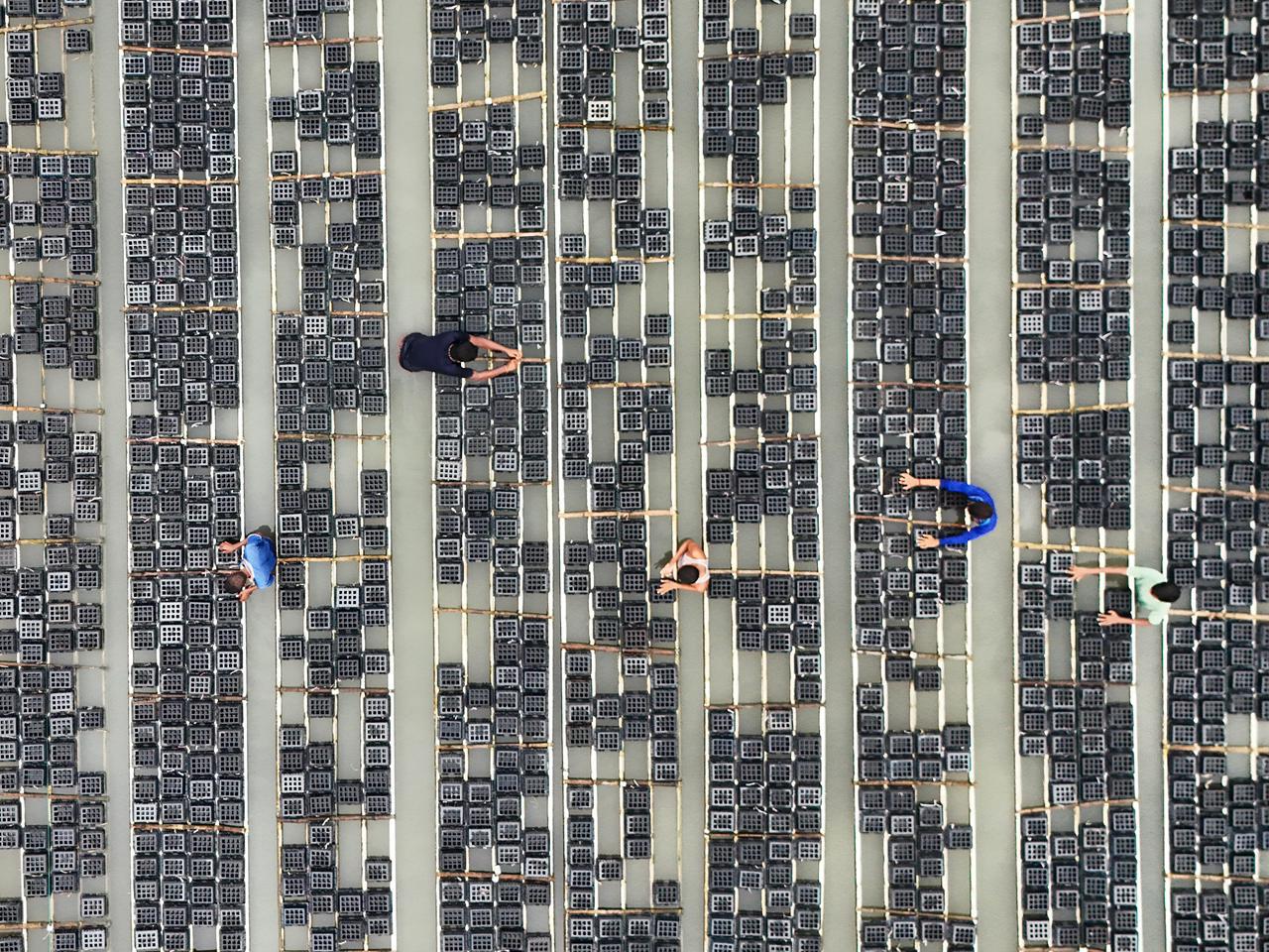 Aerial view of coastal soft-shell crab box farm operations