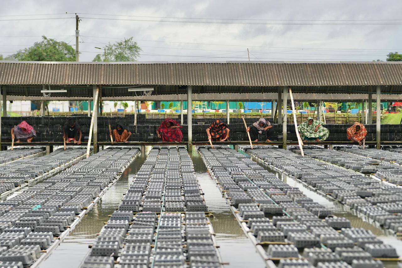 Coastal crab farming workers on a covered walkway above production boxes