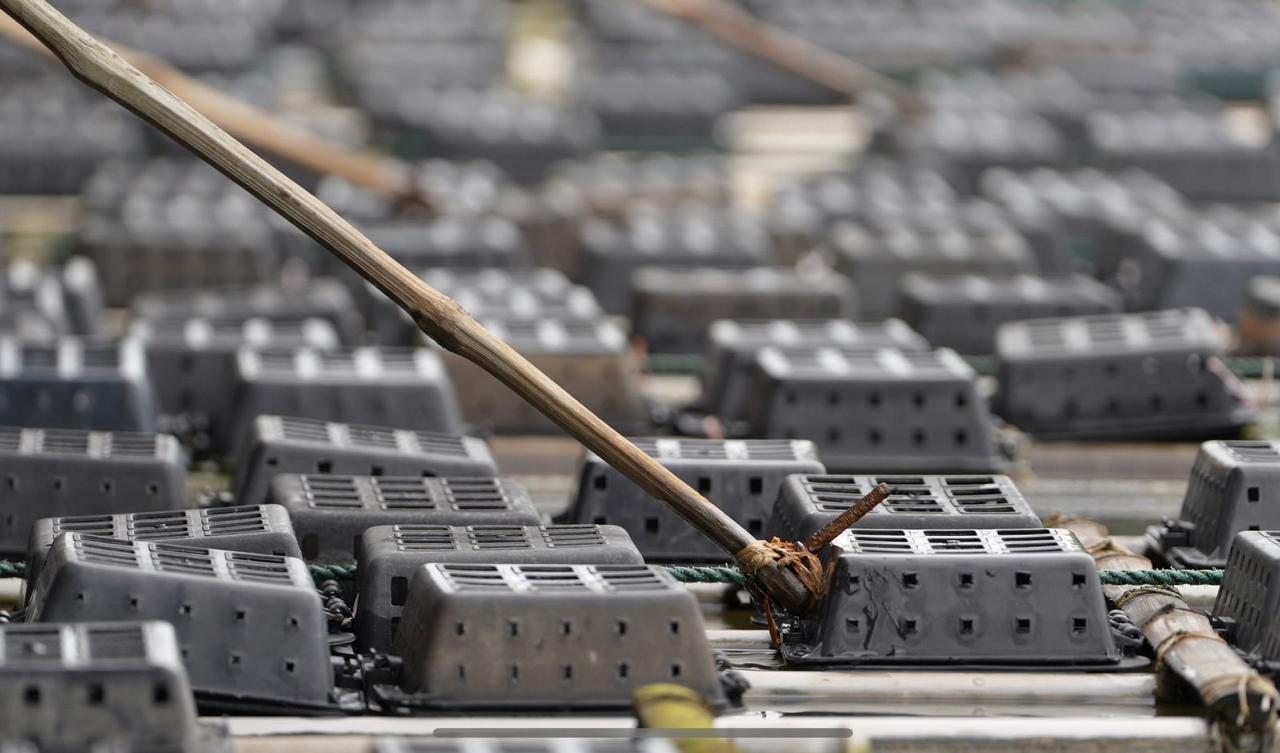 Rows of floating mud crab fattening boxes ready for harvest