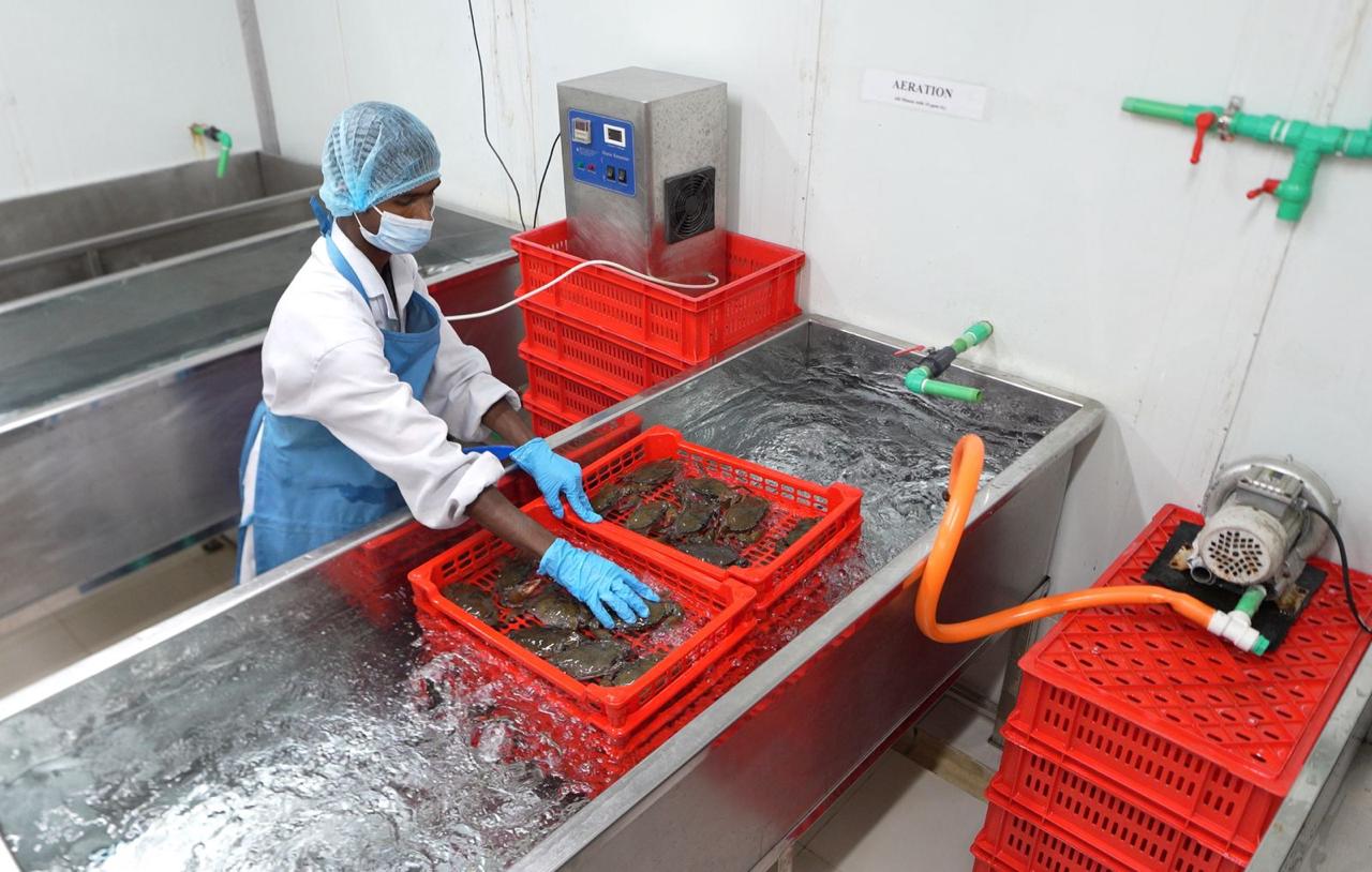 Worker tending live crabs in aerated holding tanks at the facility