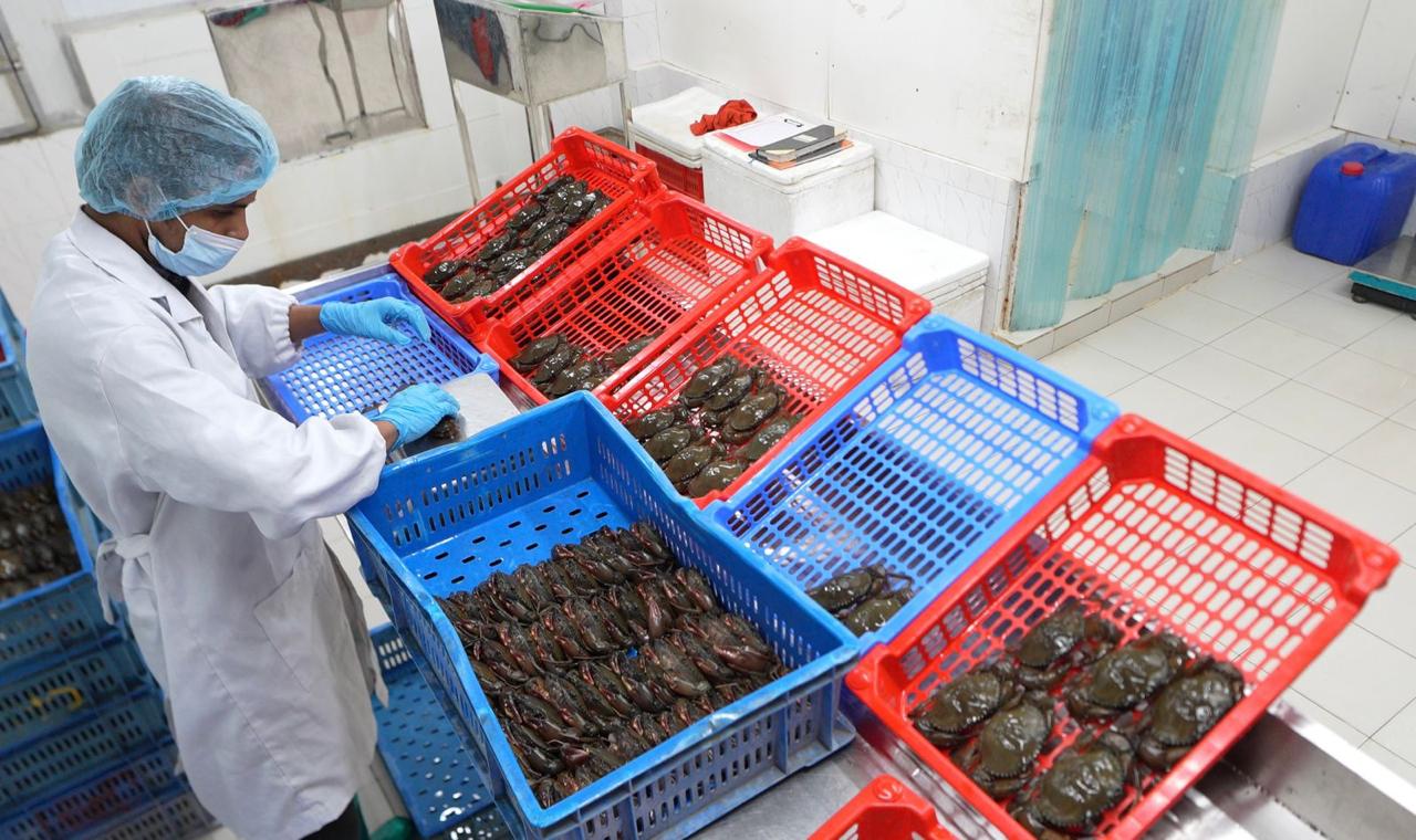Export-grade mud crabs sorted and handled in red crates
