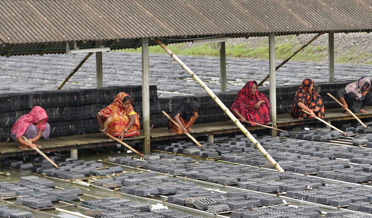 Women producers working in rural crab aquaculture operations